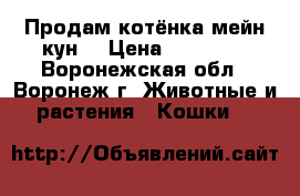 Продам котёнка мейн кун. › Цена ­ 16 000 - Воронежская обл., Воронеж г. Животные и растения » Кошки   